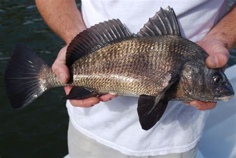 Black Drum Fish Teeth