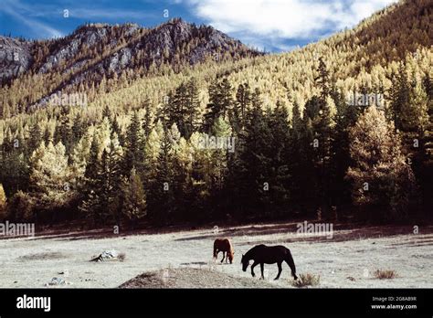 Cattle Ranch In Foothills Of Rocky Mountains Hi Res Stock Photography