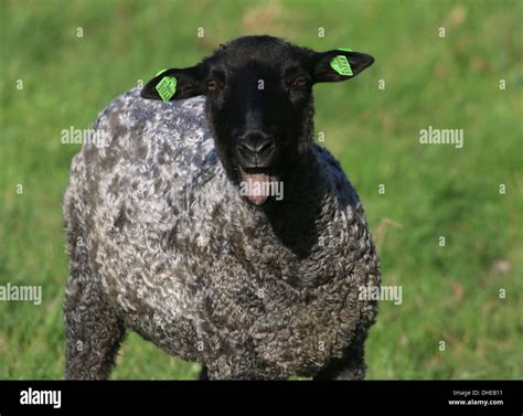 Pissed Off Sheep