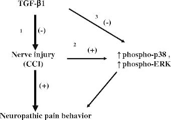 Schematic representation of possible mechanisms for the antinociceptive ...