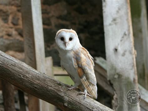 Barn Owls in their habitat - The Barn Owl Trust