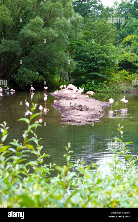 Bronx zoo birds hi-res stock photography and images - Alamy