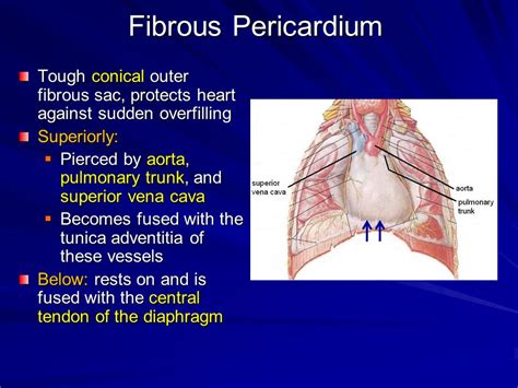 Fibrous Pericardium Diaphragm