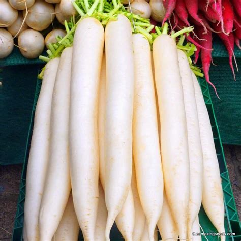 Heirloom White Icicle Radish Seeds The Amazing Seeds