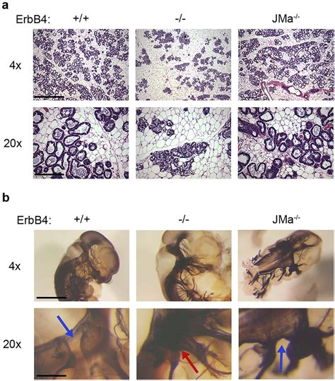 Loss Of ErbB4 JMa Does Not Alter Mammary Gland Development And