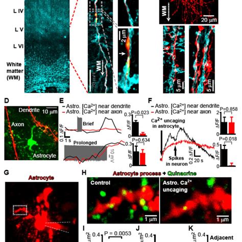 Atp Release From Astrocytes May Target Adenosine Receptors On