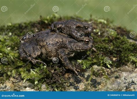 Sapo Comum Bufo De Bufo Foto De Stock Imagem De Fauna