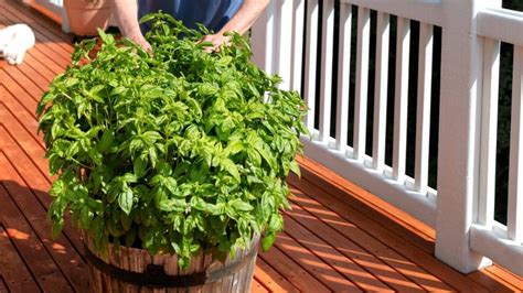 How To Prune Basil Plant Without Harming It For Large Yield