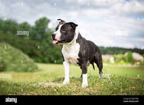 Black White American Staffordshire Terrier Hi Res Stock Photography And