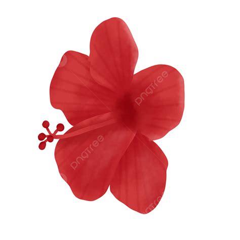 Flor De Hibisco Vermelho Natural Png Flor Vermelho Hibisco Imagem Png E Psd Para Download