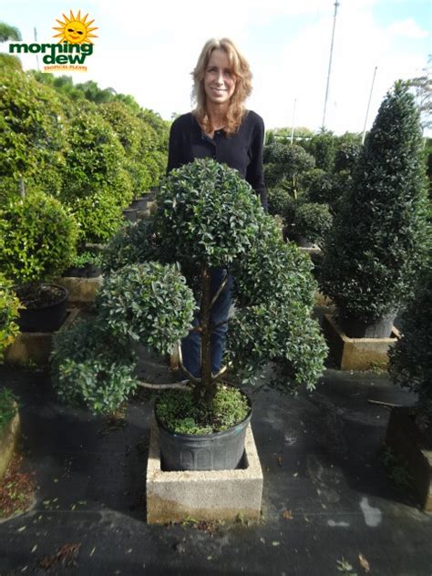 Topiary Morning Dew Tropical Plants