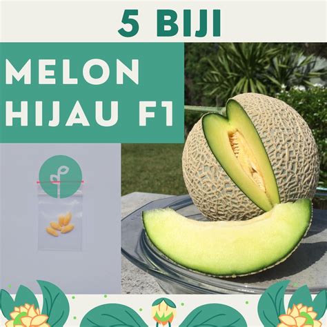 Jual Benih Bibit Buah Melon Hijau F Hibrida Melani Tanaman Melon