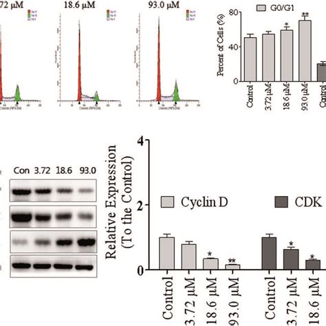 Xd Induces G G Cell Cycle Arrest In Hepg Cells A Cell Cycle