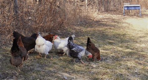 47 Backyard Chicken Owners Speak Out What I Wish Id Known Before