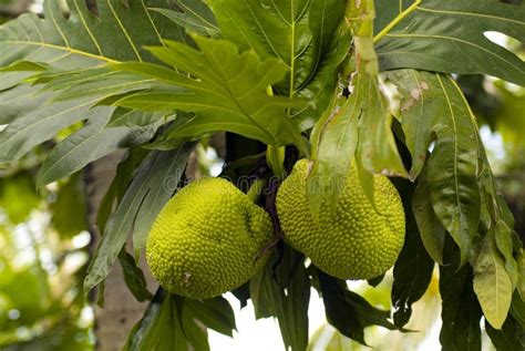 Breadfruit Tree In The Sun Stock Image Image Of Leaves 174555021