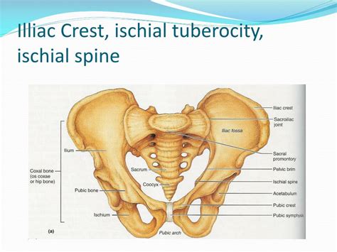 Ppt Bones Bones And More Bones Powerpoint Presentation Free