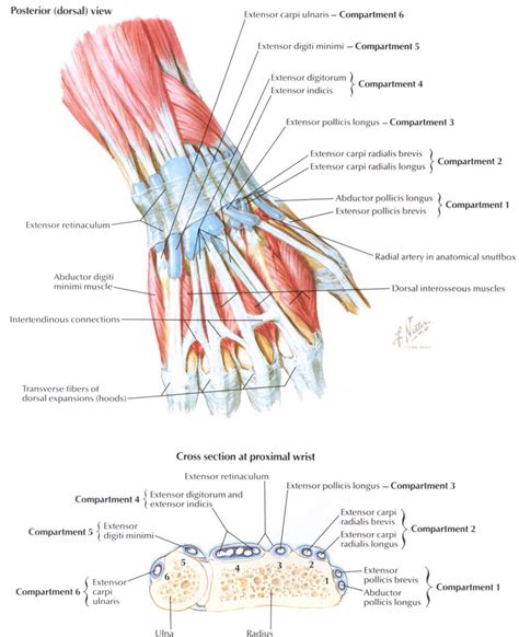 Dorsal View Of The Wrist Wrist Anatomy Human Anatomy Picture Anatomy