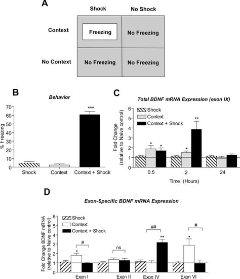 Figure From Epigenetic Regulation Of Bdnf Gene Transcription In The