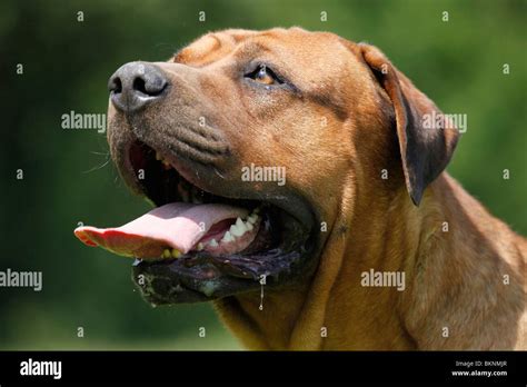 Tosa Inu Portrait Stock Photo - Alamy