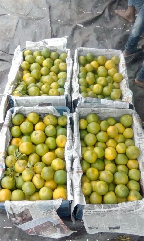 A Grade Maharashtra Fresh Nagpur Oranges Packaging Size Kg