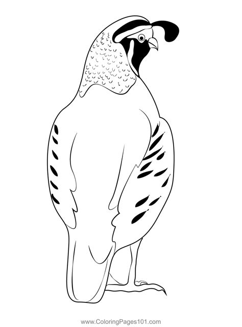 California Quail Back Coloring Page For Kids Free Quails Printable