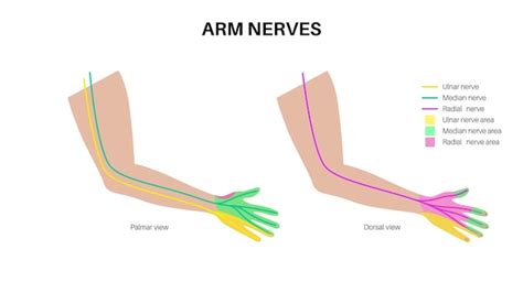 Nerven Der Hand Und Des Handgelenks Ulnar Median Und Radian Nerven