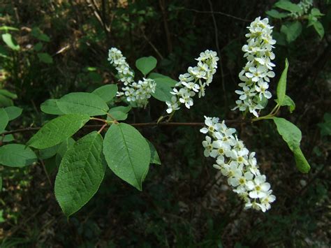 Prunus Padus Winter