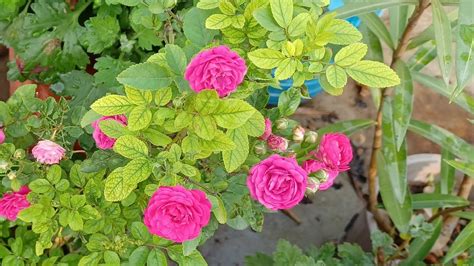 Rose Plants Ki Reporting Ka Update Beautiful Rose Flower Reporting