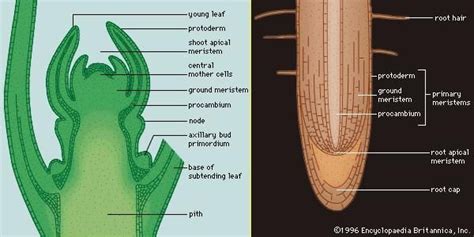 Root Hair Cell Adaptations - AudrinaabbGarrett