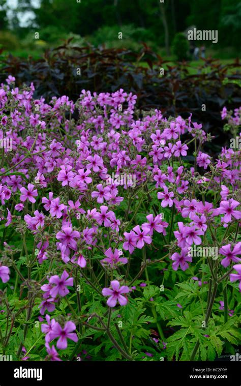 Geranium Maderense Madeira Cranesbill Pink Magenta Plant Plants Flower