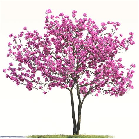 Magnolia Tree 3dモデル ダウンロード