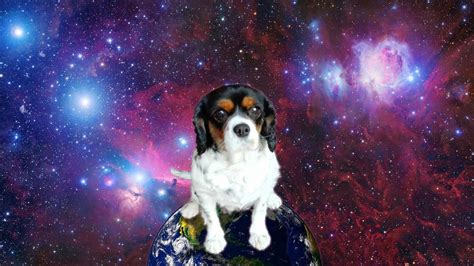 Dogs In Space Wallpapers Wallpaper Cave