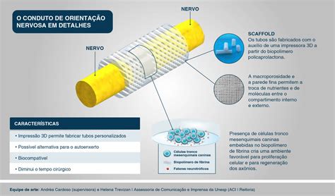 Jornal da Unesp Novo tratamento células tronco é promessa para