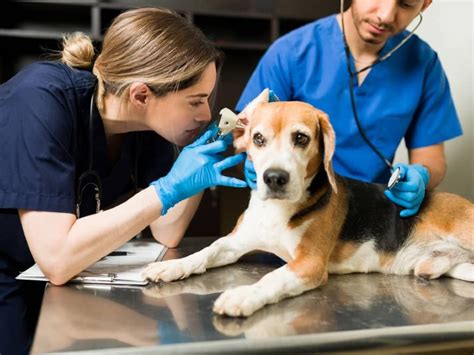 Veterinaria Lo Que Debes Saber Para Estudiarla Blog Uvm