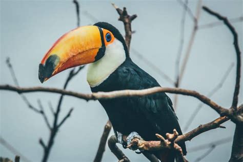 50 Surprising Toucan Facts To Brighten Up Your Life - Facts.net