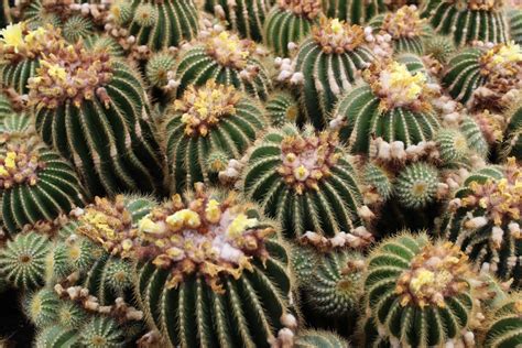 Images Gratuites Cactus Fleur Botanique Plante Fleurs Plante