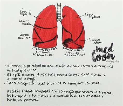 Pin De Angiemar Mercado En Biolog A Anatom A M Dica Anatom A