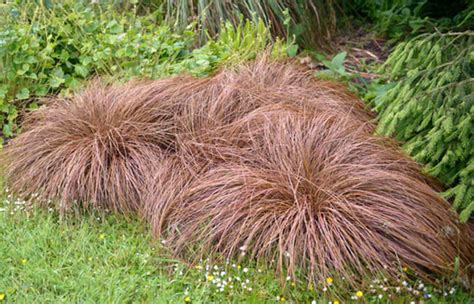 Carex Comans Bronze Leaved New Zealand Hair Sedge