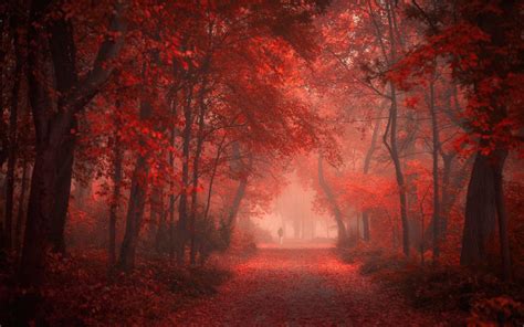 Wallpaper Sunlight Trees Landscape Forest Fall Leaves Nature Red Park Road Morning