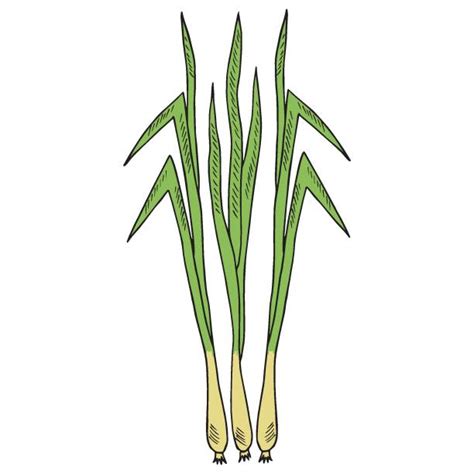 Citronella Oil Illustrations Royalty Free Vector Graphics And Clip Art