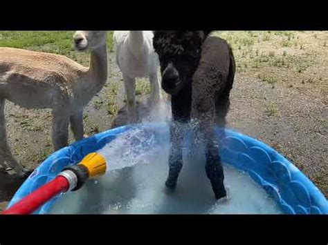 Granite State Alpacas Yearlings First Time In The Pool YouTube