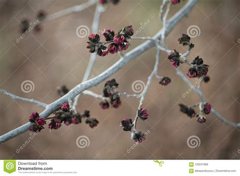 Detail of the Red Flowers of Persian Ironwood Tree. Stock Photo - Image of tree, closeup: 120237988