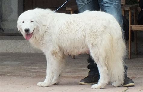 CUELLA DEL VELINO SIRENTE Allevamento Del Velino Sirente Cani Da