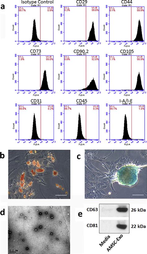 AMSC Derived Exosomes Alleviate Lipopolysaccharide D Galactosamine