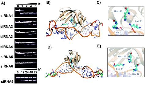 4′ Guanidinium Modified Sirna A Molecular Tool To Control Rnai