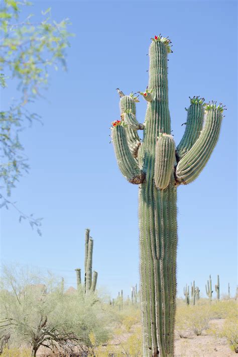 Saguaro Cactus | Desert photography, Saguaro, Saguaro cactus