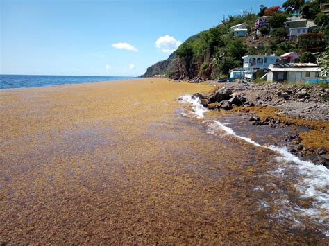 The Sargassum Information Hub: A collaborative approach to a common ...