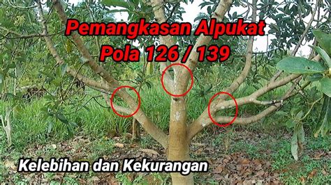 Pemangkasan Alpukat Pola 126 139 Avocado Pruning YouTube