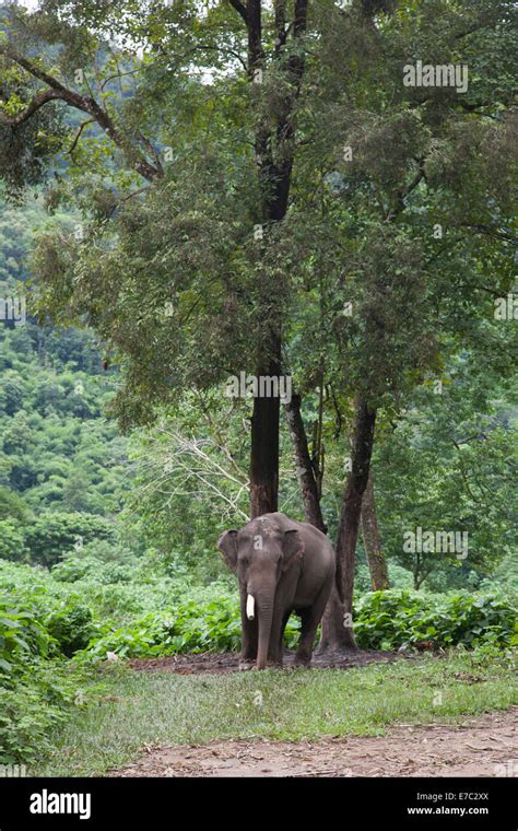 Asian elephant in its habitat in Thailand Stock Photo - Alamy