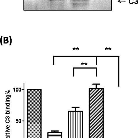 Binding Of The Spe B Fragments To Human Serum C3 A Immunoblot For Download Scientific